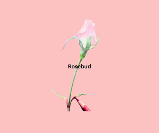 08/20, 10am, Drawing-Rose